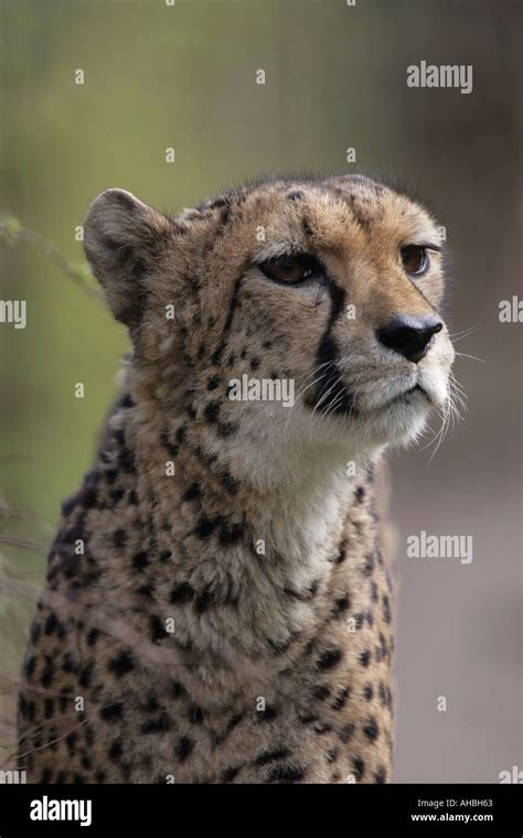 Female Cheetah Acinonyx Jubatus Stock Photo Alamy