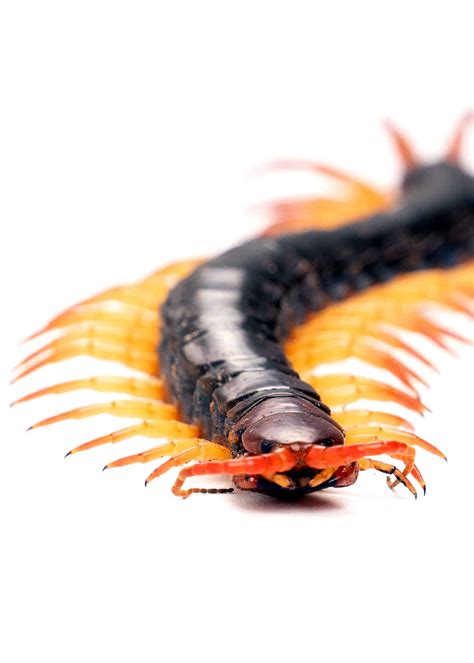 74 Scary And Creepy Animals That Actually Exist Everywhere Wild