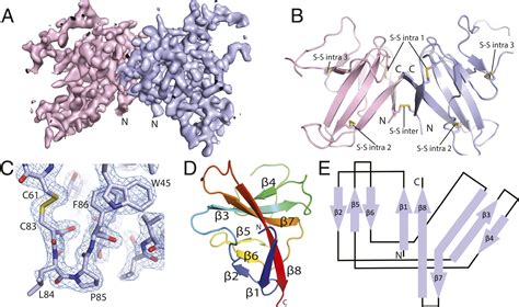 Structure Of SARS CoV 2 ORF8 A Rapidly Evolving Immune Evasion Protein