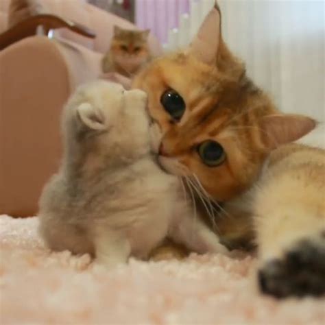 Two Kittens Are Playing With Each Other On The Carpet