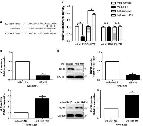 KLF10 Was Identified As A Direct Target Of MiR 410 In MM A MiR 410