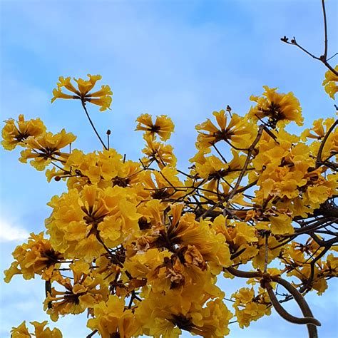 Handroanthus Chrysotrichus Ipê Amarelo Biologia Da Paisagem