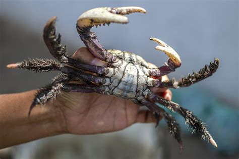 Restri Es Iat Autoriza Captura Do Caranguejo U A Partir Desta