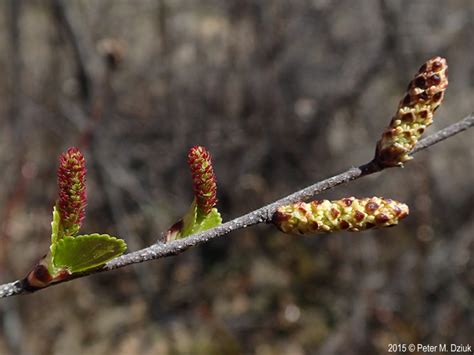 Betula Pumila Bog Birch Minnesota Wildflowers