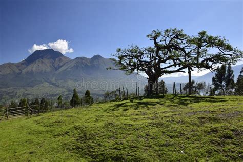 Volcán Imbabura Y El árbol Sagrado Lechero Alrededor Del Otavalo