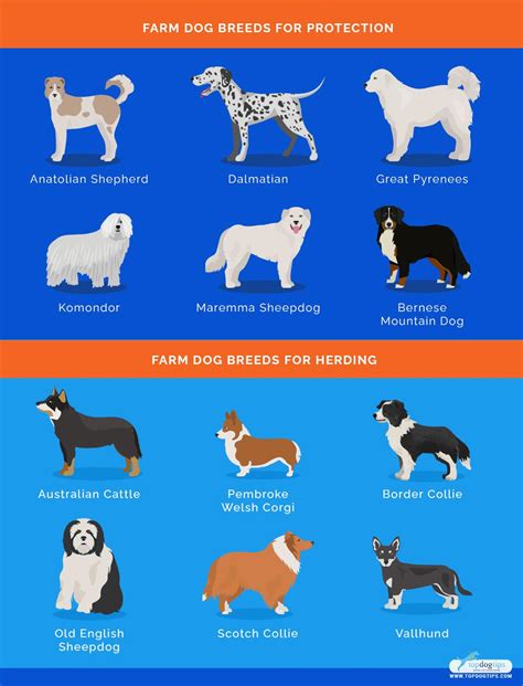 Best Dog Breeds for Country Living : r/coolguides