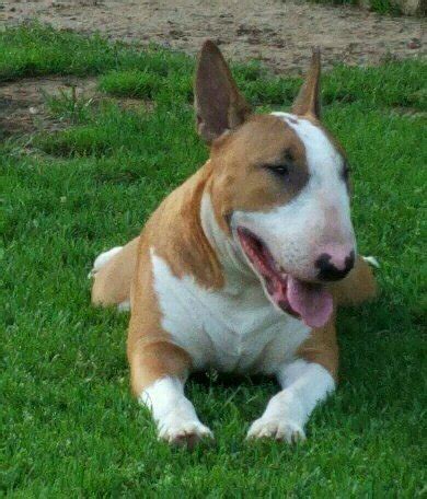 Фотографии наших щенков бультерьера | bul-terier.ru