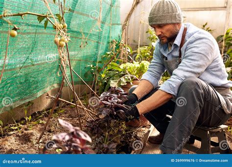 Hombres Que Cultivan Y Recogen Verduras Y Hierbas Al Aire Libre Foto De