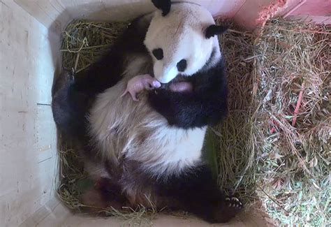 Giant Panda Surprises Zookeepers With Twin Cubs, While Scans Only ...