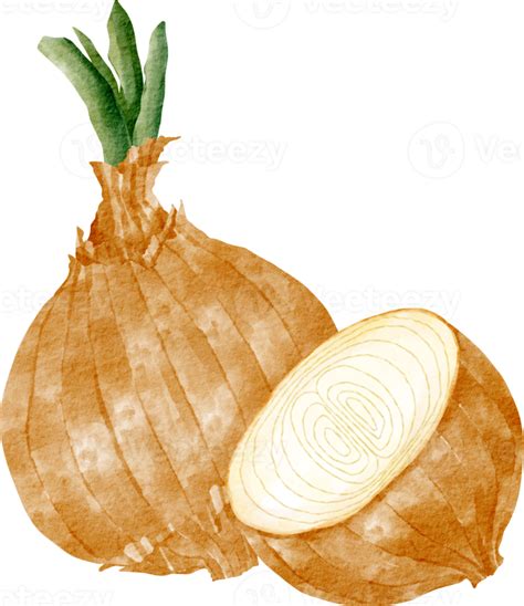 Watercolor Onion Vegetable Clip Art Png