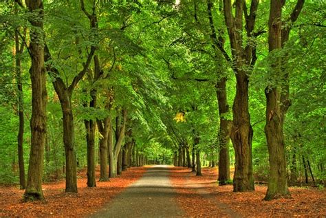 Grunewald Forest Great Runs