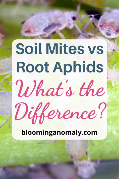 Soil Mites Vs Root Aphids What S The Difference Blooming Anomaly