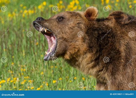 Growling Grizzly Bear Royalty-Free Stock Photo | CartoonDealer.com #26609811