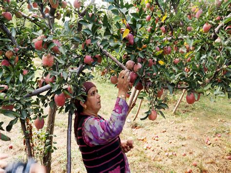 Growers busy with harvesting of delicious apple fruit crops in Kashmir ...