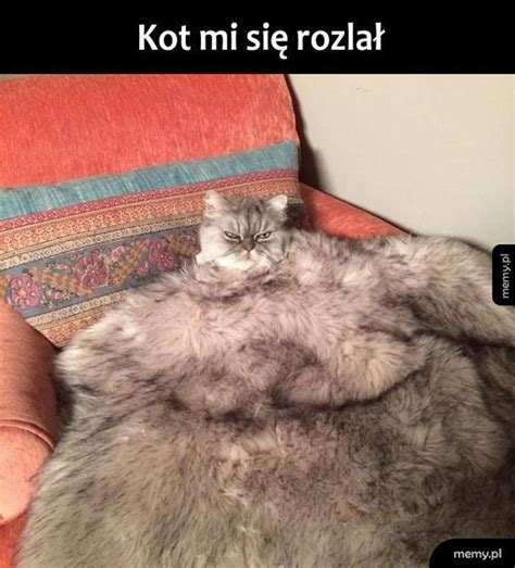 Memy Z Kotami W Roli G Wnej Przedstawiamy Naj Mieszniejsze