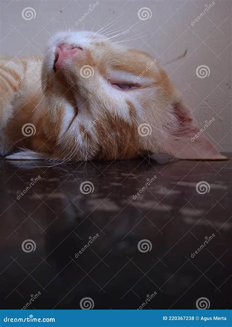 Animal Que Dorme Com Um Olho Aberto - Depois De Tocar Um Gato Laranja Dorme Com Um Olho Aberto Numa Mesa Em ...