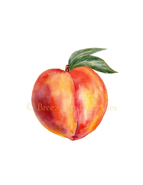 Watercolor Painting Of Two Peaches With Green Leaves