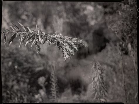 Ragweed And Other Plant Forms Beaver Lake Bird Sanctuary Flickr