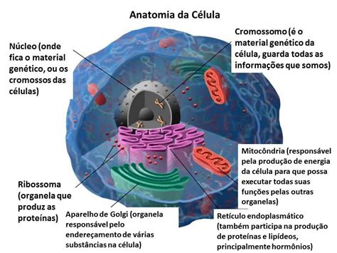 Teoria celular Biologia A ciência da vida