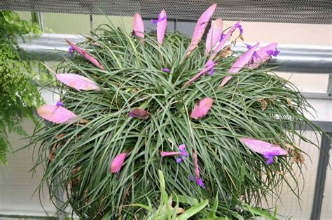 Pink Quill / Blue Flowered Torch (Tillandsia cyanea / Tillandsia lindenii) Guide