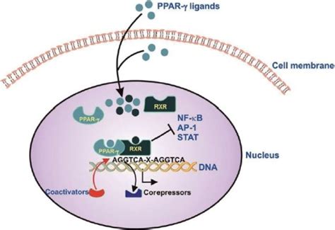 Schematic Illustration Of Pparγ Mediated Gene Regulati Open I