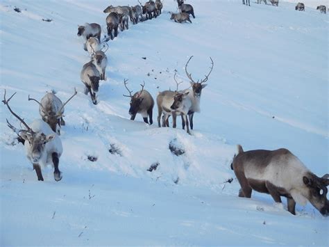 Winter Wonderland The Cairngorm Reindeer Herd