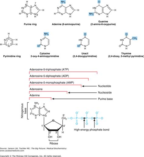 Nucleotide Nucleoside