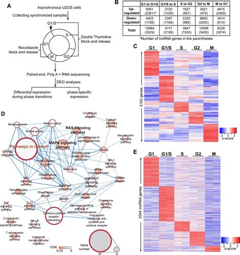 The S Phase Induced Lncrna Suno Promotes Cell Proliferation By