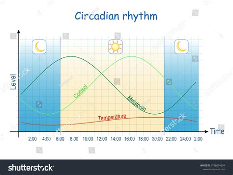 Circadian Rhythm Diagram Of Melatonin And Royalty Free Stock Vector 1798674394