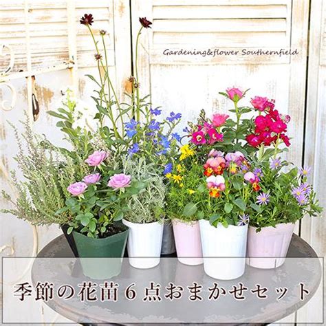 季節の花苗6点おまかせセット 赤 ピンク ホワイト ブルー 鉢植え 花壇 庭植え ガーデニング Ha 330サザンフィールド