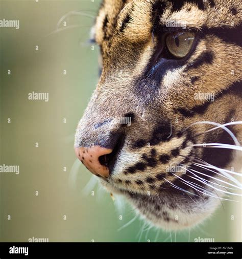 Clouded leopard - Neofelis nebulosa - portrait with eye close up Stock Photo: 47353000 - Alamy