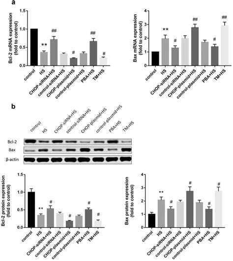 A Qrt Pcr Was Used To Detect Bcl 2 And Bax Mrna Expression In Different