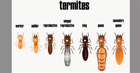 Are Termites Common In The Portland and Vancouver Area? | New Leaf Pest ...