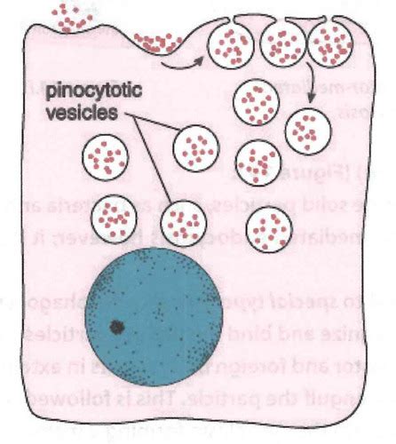 Lecture 2 Vesicular Transport Flashcards Quizlet