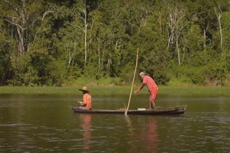 Manejo Do Pirarucu Traz Renda Para Pescadores No Amazonas Earth News