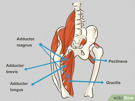 How to Treat a Groin Injury (with Pictures)