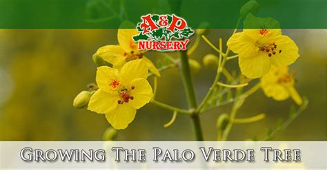 Growing The Palo Verde Tree In Arizona - A&P Nursery