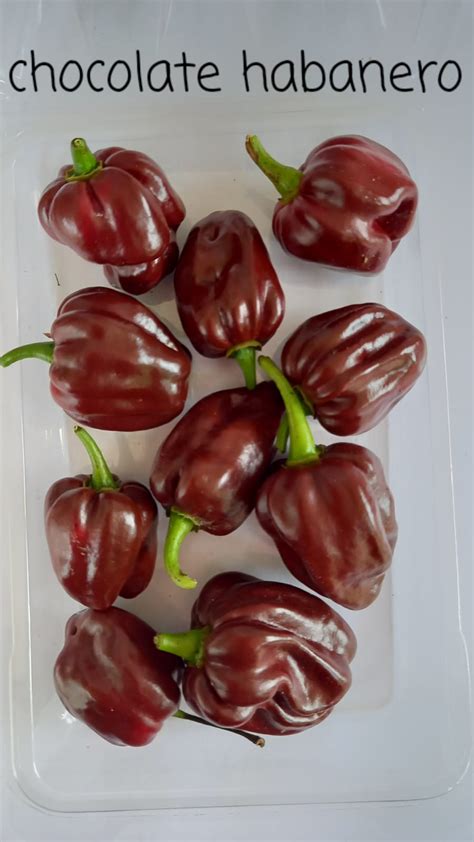Chocolate Habanero | Bay Chillis