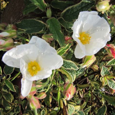 Cistus X Corbariensis Rospico Ciste Des Corbières Panaché De Jaune