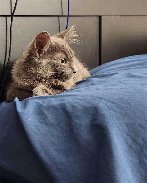 Nebelung Kittens are Adorable : r/aww