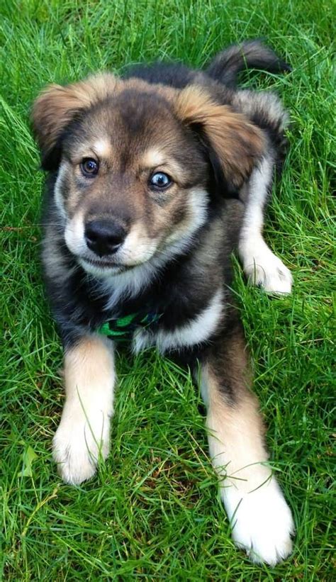 9 Facts About The Golden Retriever & Husky Mix (AKA Goberian) - Animalso