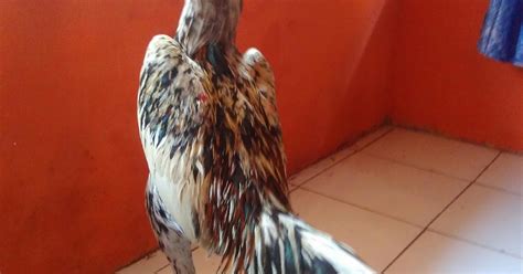 Sb 179 Jual Ayam Bangkok Murah Dan Berkualitas