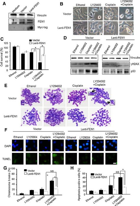 FEN 1 Overexpression Rescued The Drug Resistance Of Cancer Cells To