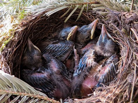 Spring Blackbird Nest Bird S Nest Blackbird Nest Free Image From