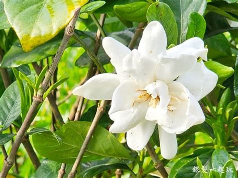 新北樹林賞花秘境｜北大特區草花植生公園：繡球花一串紅粉萼鼠尾草梔子花共17種花卉四季盛開！近樹林萬坪公園放電新去處 銀髮一起玩