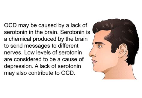 Ocd Brain Serotonin