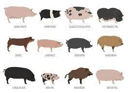 Best Pig Breeds for Pasture - Gegu Pet