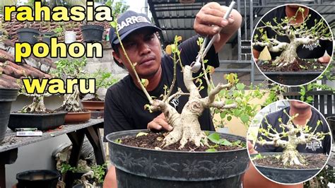 Eksklusif Bonsai Waru Petarung YouTube