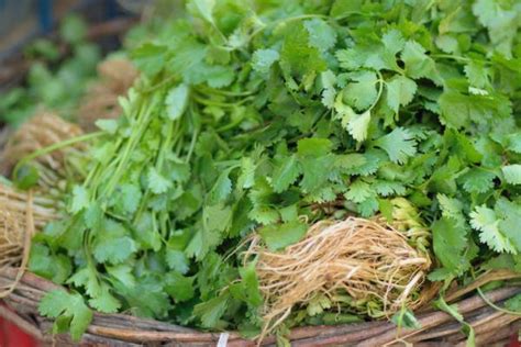 Cómo Sembrar Cilantro En Casa ¡con O Sin Semillas