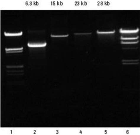 High Pure Pcr Template Preparation Kit Sigma Aldrich